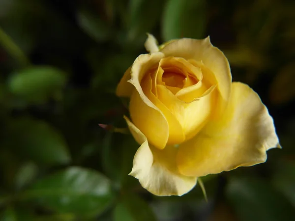 Primer Plano Capullo Flor Rosa Delicada Amarilla Flor — Foto de Stock