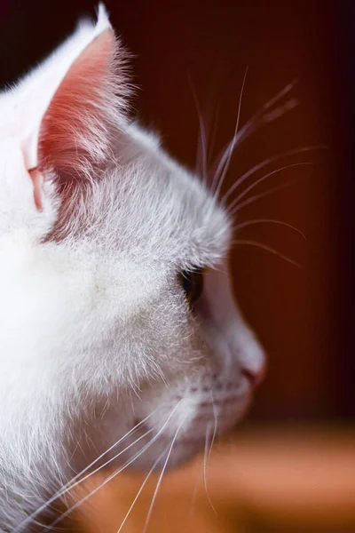 Вибірковий Фокусний Знімок Милого Білого Кота Різнокольоровими Очима — стокове фото