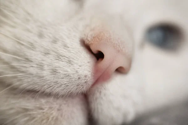 Μια Επιλεκτική Φωτογραφία Εστίασης Μιας Χαριτωμένης Λευκής Γάτας Πολύχρωμα Μάτια — Φωτογραφία Αρχείου
