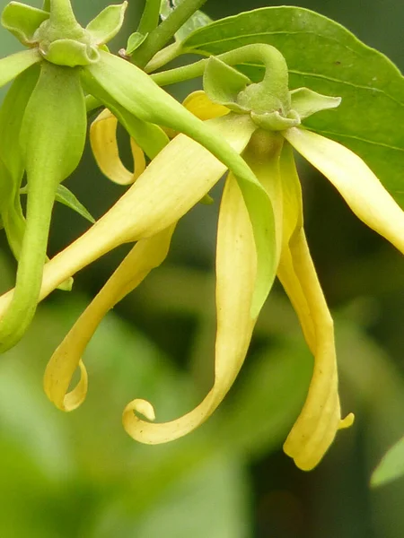 Primer Plano Vertical Una Flor Planta Ylang Ylang Con Fondo — Foto de Stock