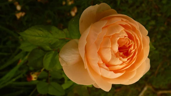 Maestoso Scatto Una Delicata Rosa Arancio Fiore Nel Suo Habitat — Foto Stock