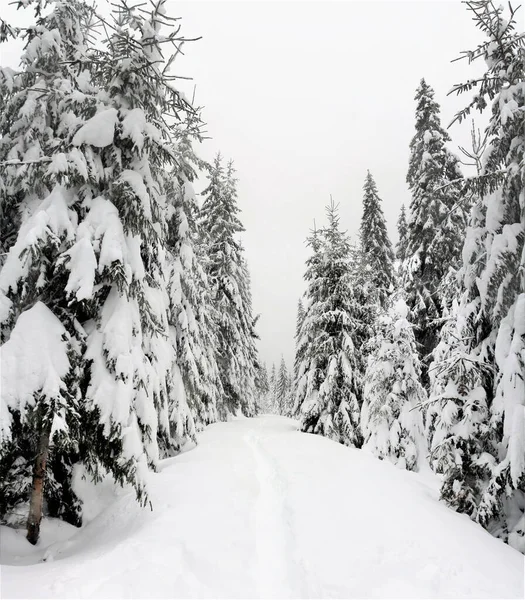 Eine Wunderschöne Winterlandschaft Mit Majestätischen Schneebedeckten Bäumen — Stockfoto