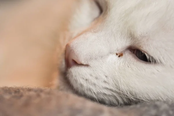 Une Mise Point Sélective Joli Chat Blanc Aux Yeux Multicolores — Photo