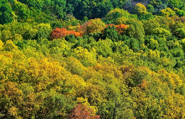 秋の紅葉 秋の緑豊かな木々の閉鎖 — ストック写真