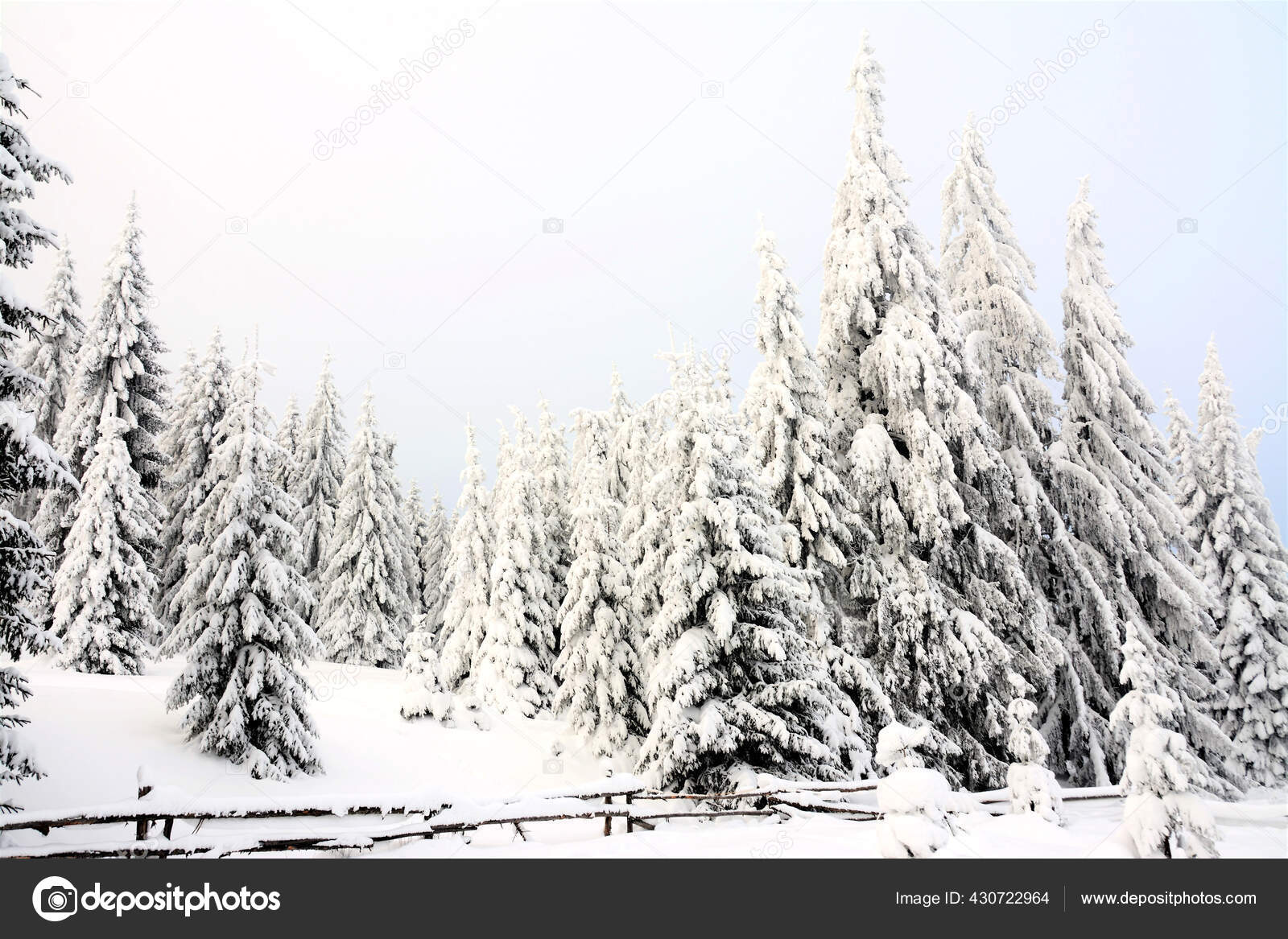 Bosque Coníferas Cubierto Nieve Naturaleza Escénica Invierno — Foto de  stock #430722964 © Wirestock, image size:1600x1167