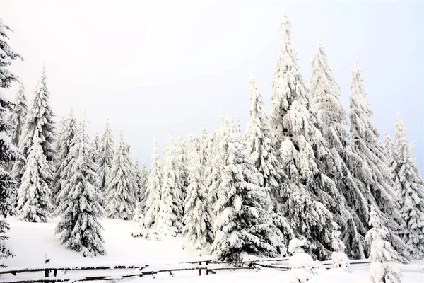 Zasněžený Jehličnatý Les Malebná Příroda Zimě — Stock fotografie