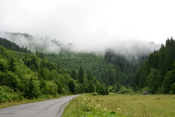 Ein Malerischer Grüner Wald Der Mit Nebel Bedeckt Ist — Stockfoto