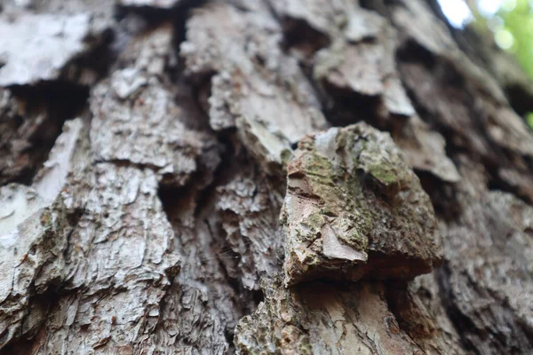 Een Close Van Een Pijnboom Stam Schors Details Met Hints — Stockfoto