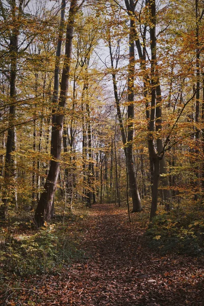 Вертикальний Знімок Осінніх Дерев Лісі — стокове фото