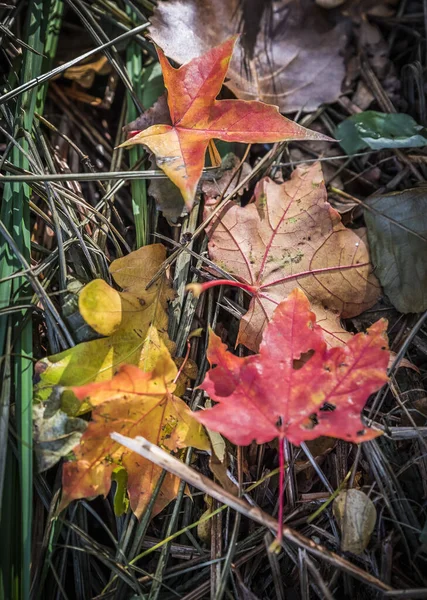 Een Verticale Opname Van Prachtige Kleurrijke Herfstbladeren Perfect Voor Behang — Stockfoto