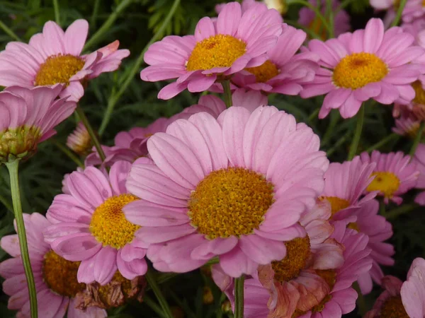 Close Flores Cor Rosa — Fotografia de Stock