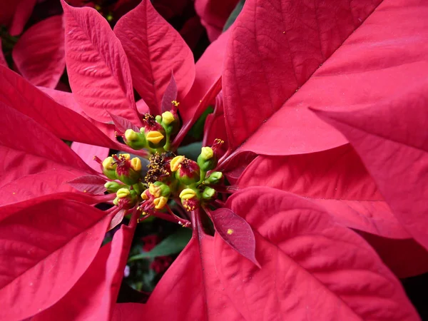 Primer Plano Una Flor Roja Navidad — Foto de Stock