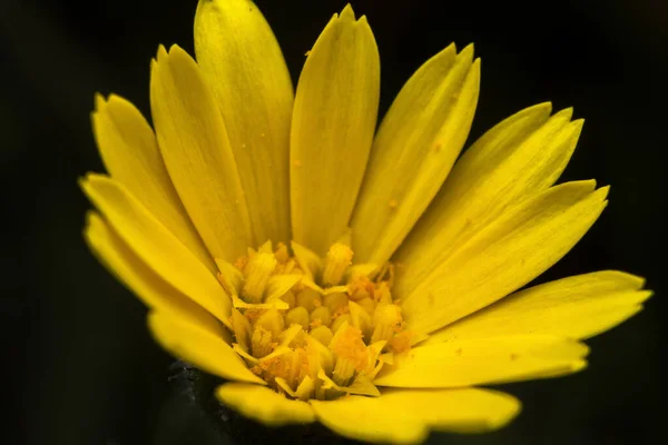 Detailní Makro Záběr Kvetoucí Žluté Květiny Izolovaném Pozadí — Stock fotografie