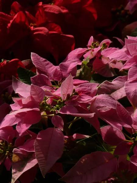 Primer Plano Flores Rojas Navidad — Foto de Stock