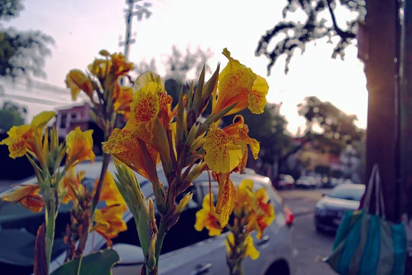 Detailní Záběr Krásné Žluté Lilie Kanna Květiny — Stock fotografie