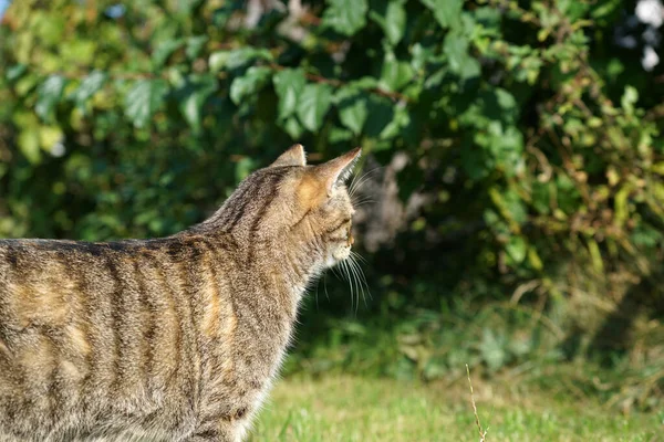 灰色の野良猫の柔らかい焦点は 背景にぼやけた緑で屋外にさまよっています — ストック写真