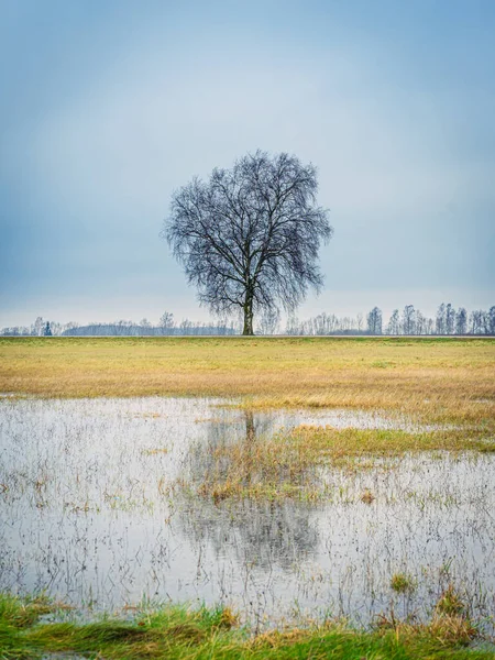 Tiro Vertical Uma Árvore Solitária Refletida Uma Lagoa — Fotografia de Stock