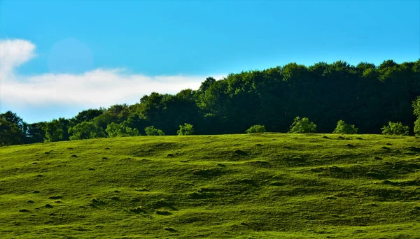 Eine Schöne Aufnahme Von Einer Grünen Wiese Mit Bäumen Entlang — Stockfoto