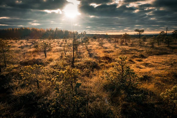 Beautiful Landscape Dried Plants Trees Sunset — Stock Photo, Image