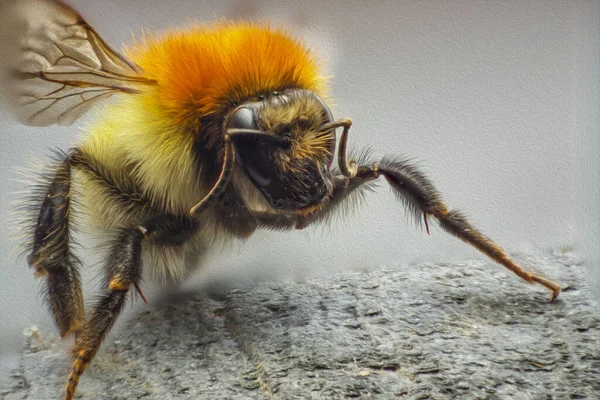 Eine Selektive Fokusaufnahme Einer Biene Auf Der Grauen Oberfläche — Stockfoto