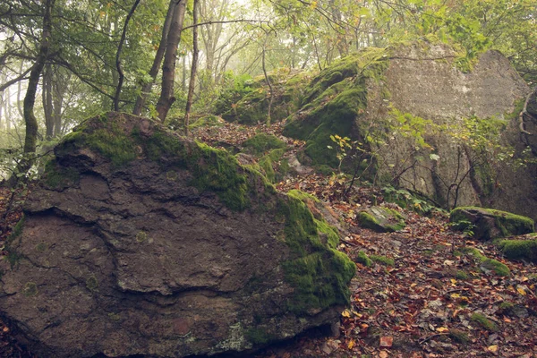 10月にはスール近郊のテューリンゲンの森に緑の木の葉と岩がある森 — ストック写真