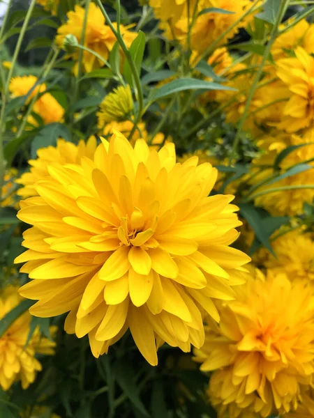 Colpo Verticale Rudbeckia Fiore Golden Ball — Foto Stock