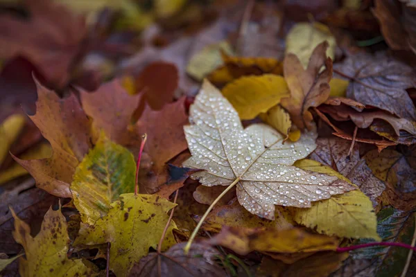 Крупный План Красивых Цветных Осенних Листьев Покрытых Капли Росы — стоковое фото