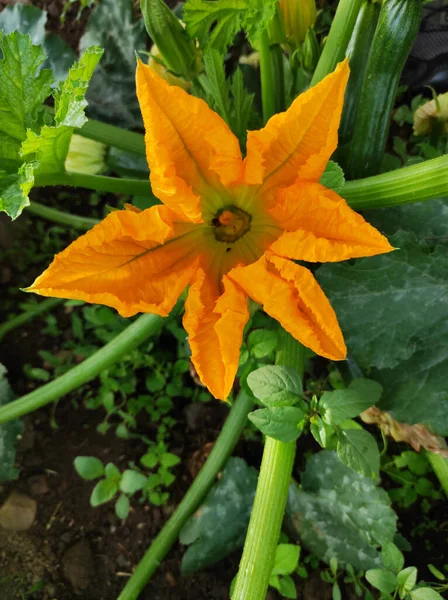 Vertikal Närbild Orange Zucchini Blomma Med Gröna Stjälkar — Stockfoto