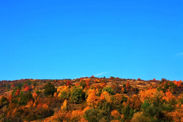 Uma Vista Fascinante Uma Floresta Colorida — Fotografia de Stock