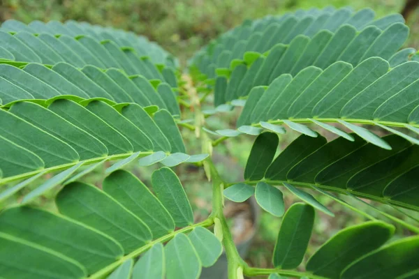 Tiro Perto Folhas Tamarindo Nos Ramos — Fotografia de Stock