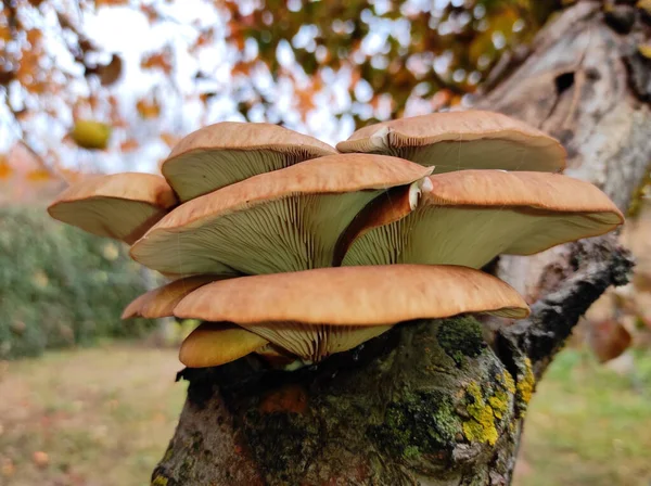 Primo Piano Funghi Ostrica Cresciuti Sul Tronco Albero — Foto Stock