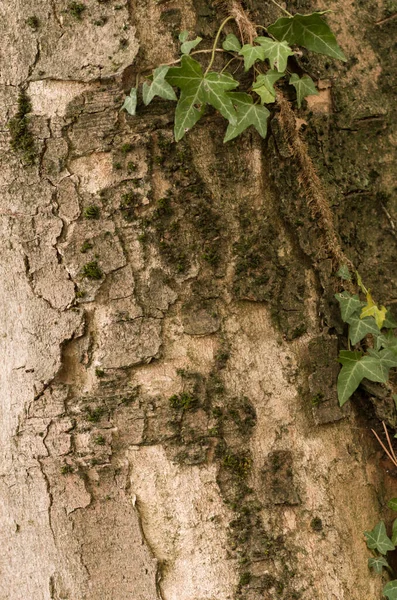 Вертикальный Кадр Листьев Дереве Идеально Подходит Мобильных — стоковое фото