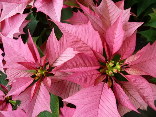 Primer Plano Flores Rojas Navidad — Foto de Stock