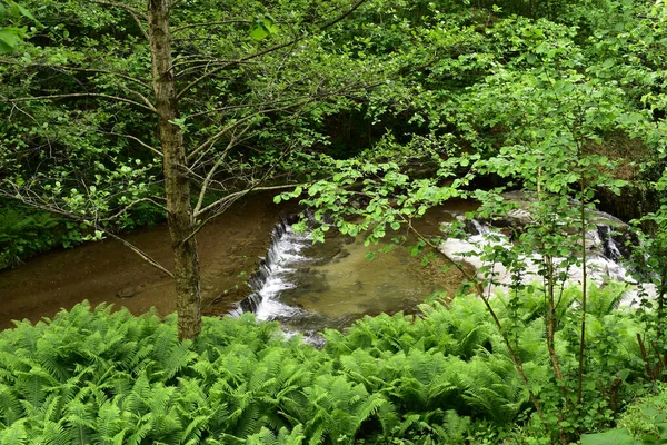 Blick Auf Einen Fließenden Fluss Flussabwärts Einem Wald — Stockfoto