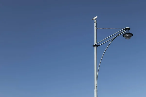 街路灯の上に鳥の低角度ショット — ストック写真