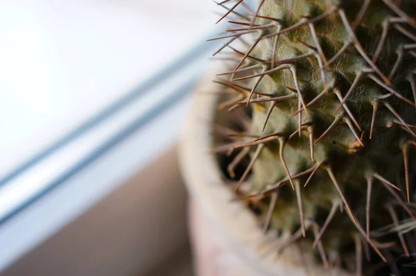 Primo Piano Cactus Domestico Che Cresce Una Pentola Accanto Alla — Foto Stock