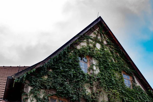 Зеленый Плющ Растет Дом Эрфурте — стоковое фото