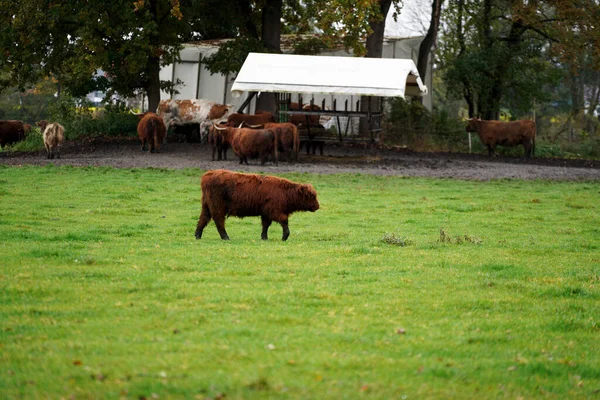 Grupo Ganado Las Tierras Altas Pastando Campo —  Fotos de Stock