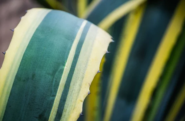 Крупный План Двухцветного Растения Агава — стоковое фото