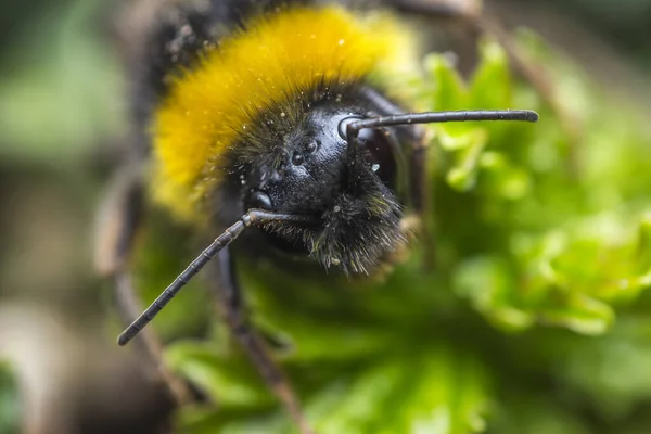 Ένα Επιλεκτικό Πλάνο Εστίασης Μιας Μέλισσας Ένα Πράσινο Φυτό — Φωτογραφία Αρχείου
