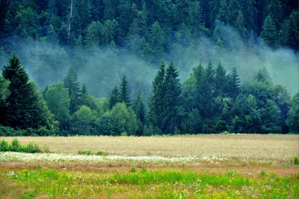 Nahaufnahme Eines Grünen Nadelwaldes Der Mit Nebel Bedeckt Ist — Stockfoto