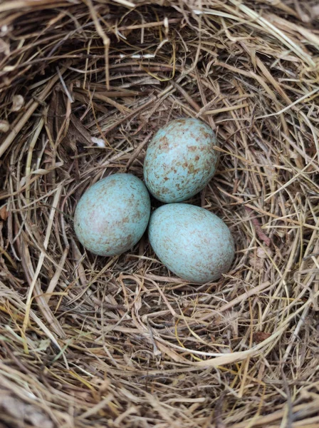 Ein Vertikaler Schuss Blauer Drosseleier Stroh Nest — Stockfoto