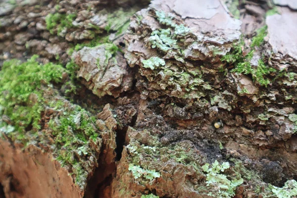 Closeup Pine Tree Trunk Bark Details Hints Moss Forest — Stock Photo, Image