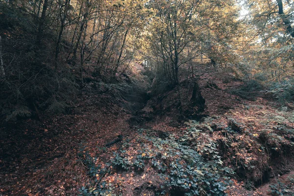 Beauté Des Forêts Automne Eisenach Octobre — Photo