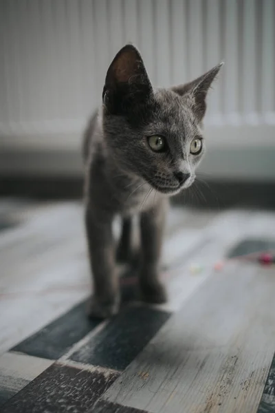 Притулок Гарного Грайливого Допитливого Російського Синього Кота — стокове фото