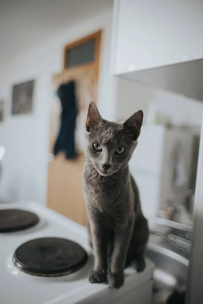 俄罗斯蓝猫坐在煤气炉上的特写镜头 — 图库照片