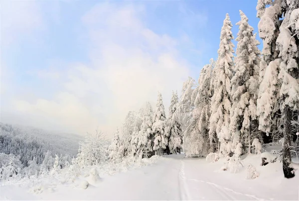 Bosque Coníferas Cubierto Nieve Naturaleza Escénica Invierno —  Fotos de Stock