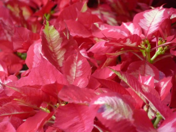 赤いクリスマスの花のクローズアップショット — ストック写真