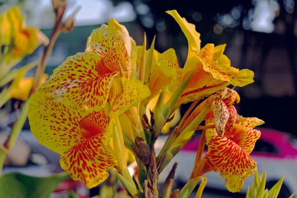 Close Belas Flores Lírio Amarelo Canna — Fotografia de Stock