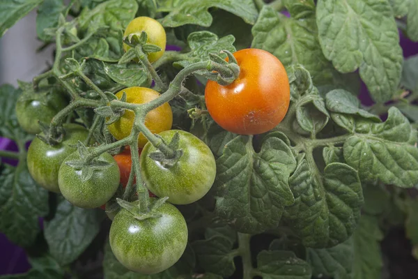 Eine Nahaufnahme Von Reifen Und Unreifen Tomaten Die Auf Einem — Stockfoto